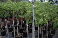 Ficus carica 